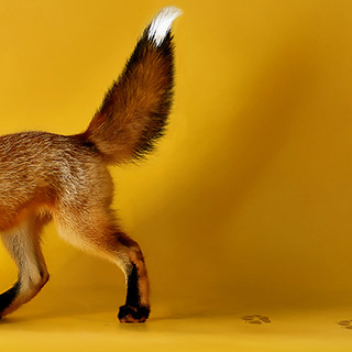 Dem Fuchs auf der Spur! Schlau sein und tolle Preise gewinnen